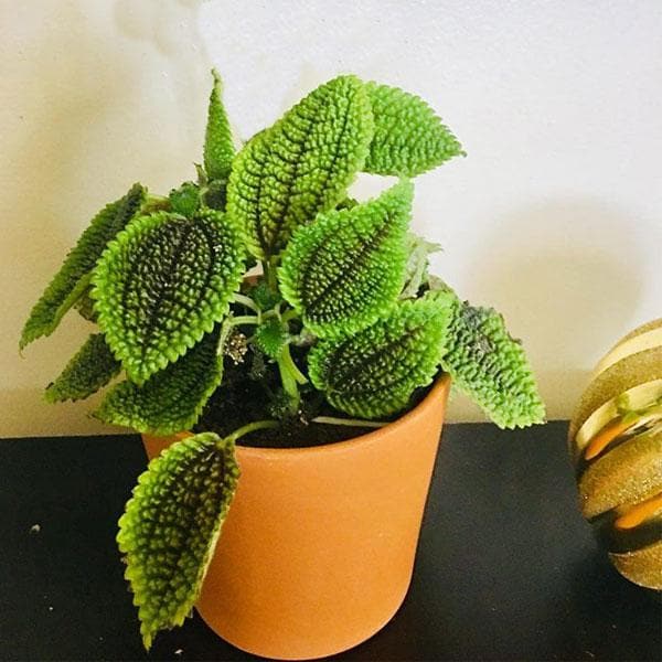 pilea mollis - plant