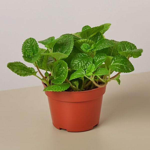 pilea nummulariifolia - plant