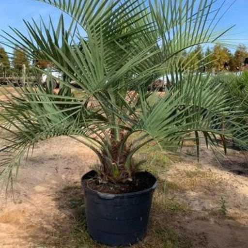 jelly palm - plant