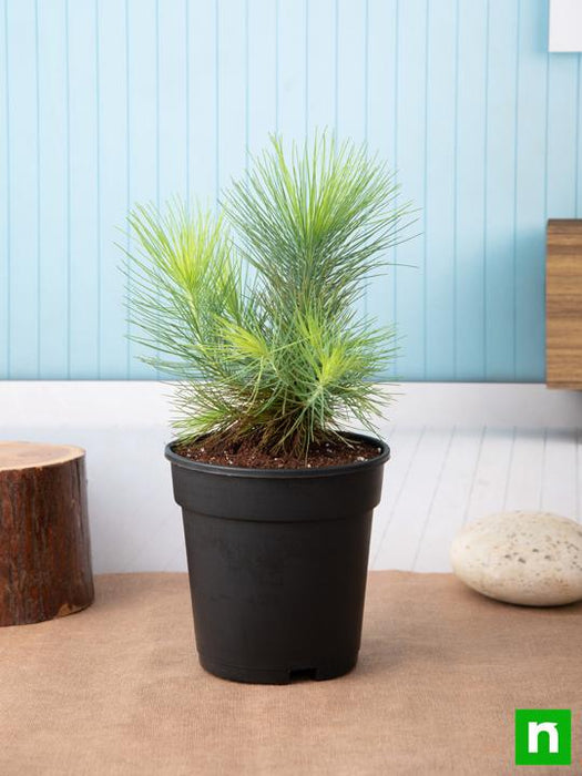 pine tree - plant