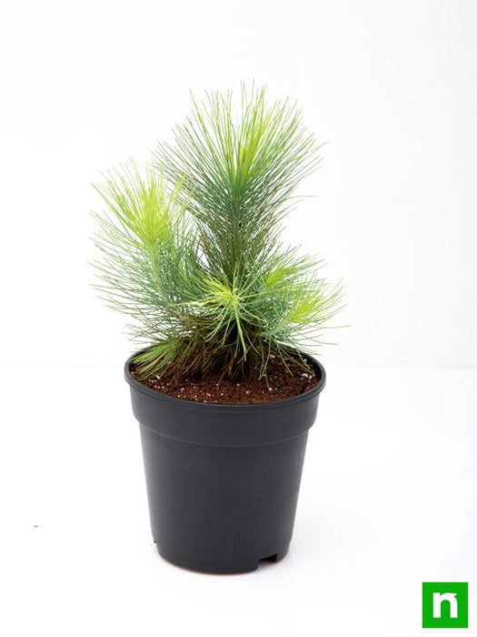 pine tree - plant