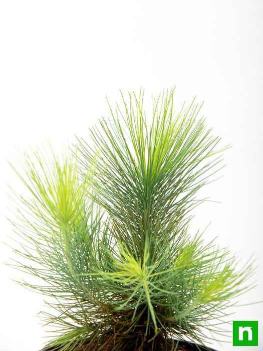 pine tree - plant