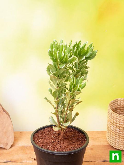 pittosporum tobira variegata - plant