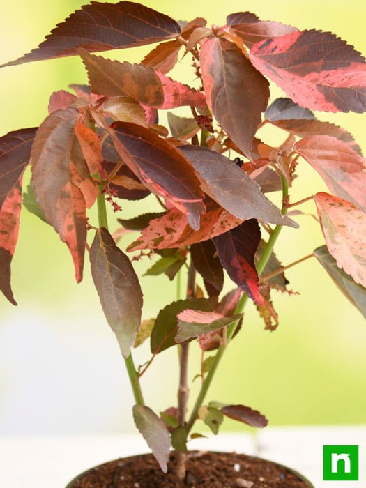 acalypha wilkesiana - plant