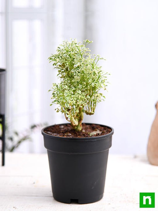 aralia miniature white - plant