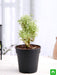 aralia miniature white - plant