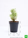 aralia miniature white - plant