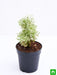 aralia miniature white - plant