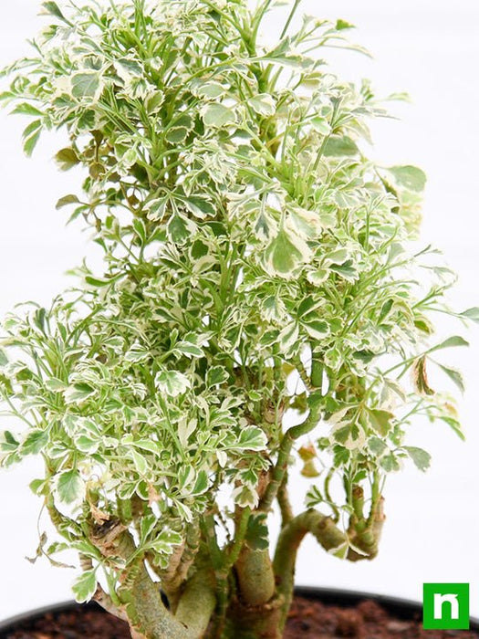 aralia miniature white - plant