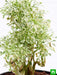 aralia miniature white - plant