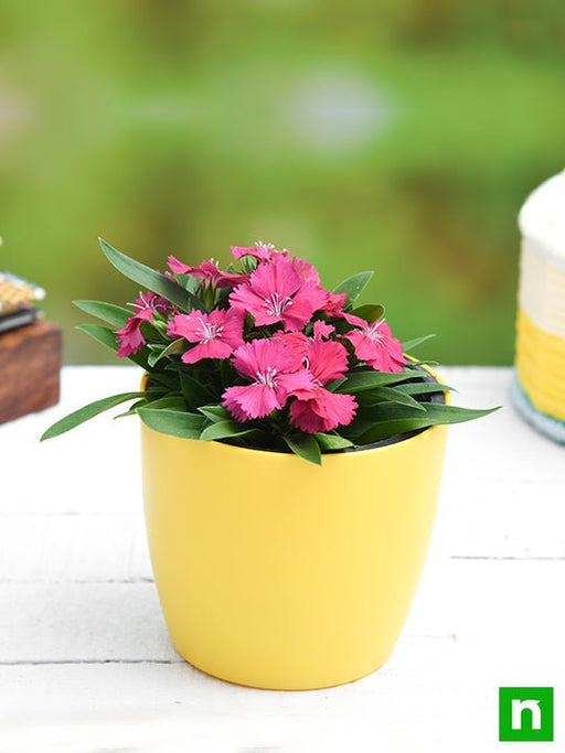 dianthus (dark pink) - plant