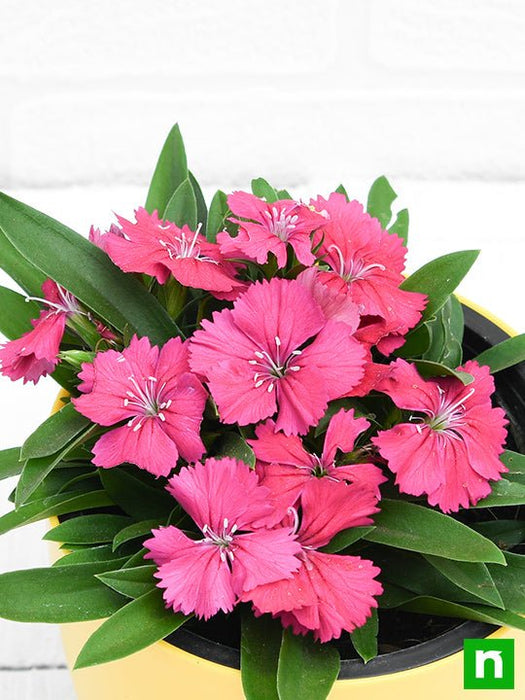 dianthus (dark pink) - plant