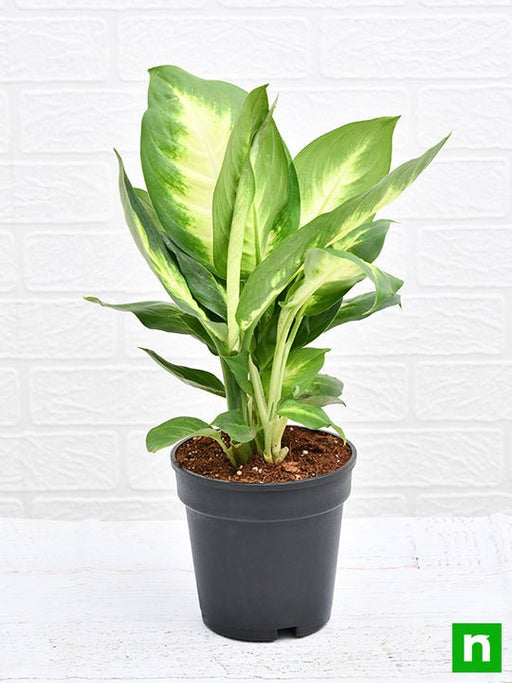 dieffenbachia maculata - plant