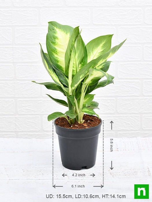 dieffenbachia maculata - plant