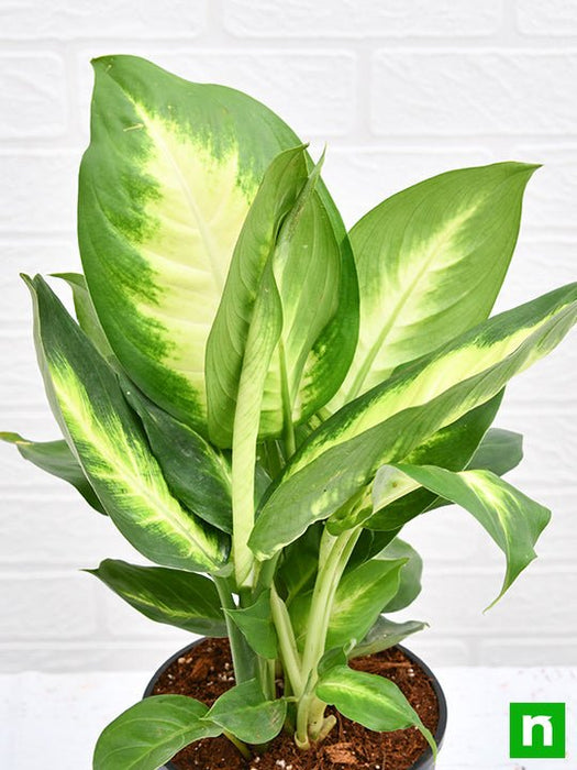 dieffenbachia maculata - plant