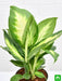 dieffenbachia maculata - plant