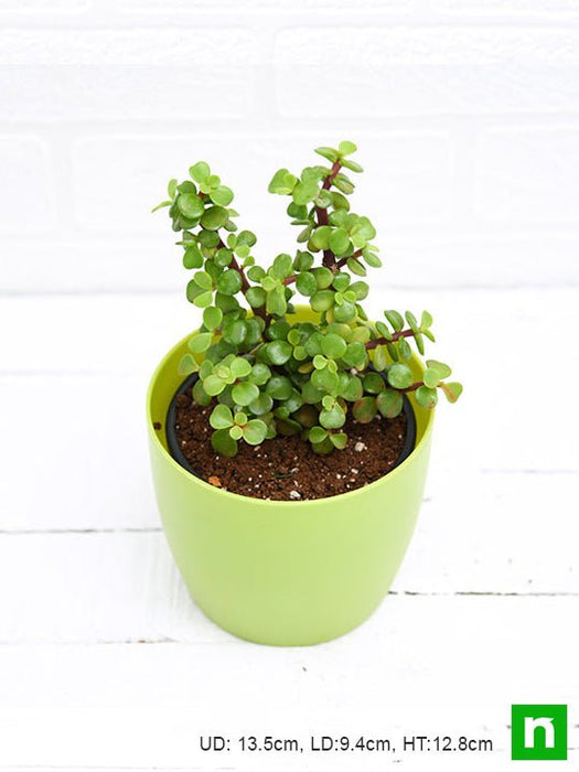 elephant bush - plant