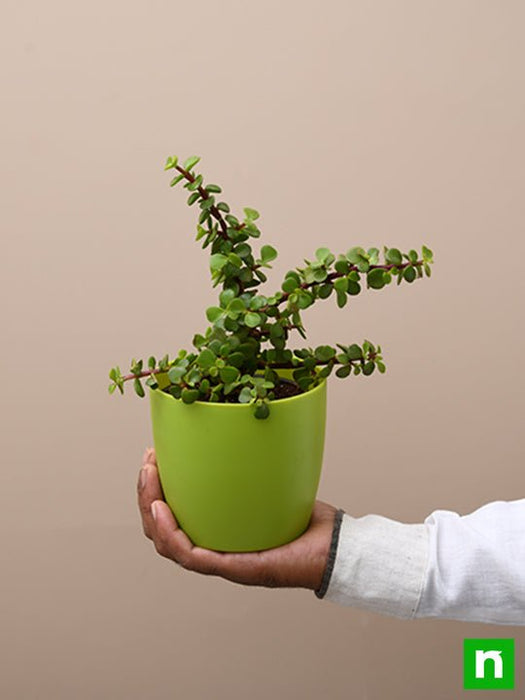 elephant bush - plant