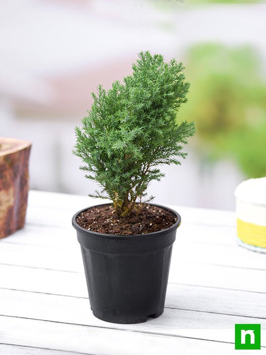 juniper - plant