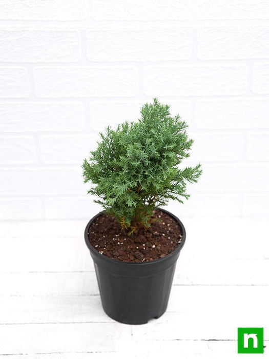 juniper - plant