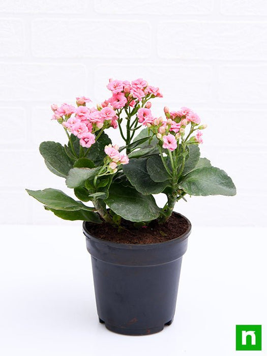 kalanchoe (light pink) - plant