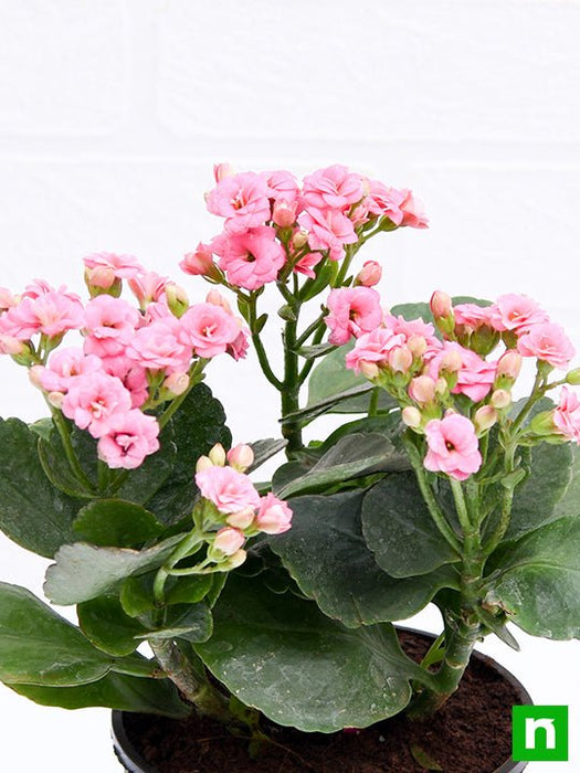 kalanchoe (light pink) - plant