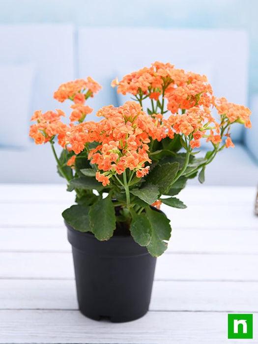 kalanchoe (orange) - plant