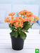 kalanchoe (orange) - plant