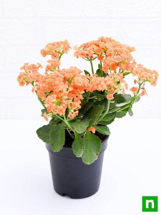 kalanchoe (orange) - plant