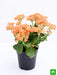 kalanchoe (orange) - plant