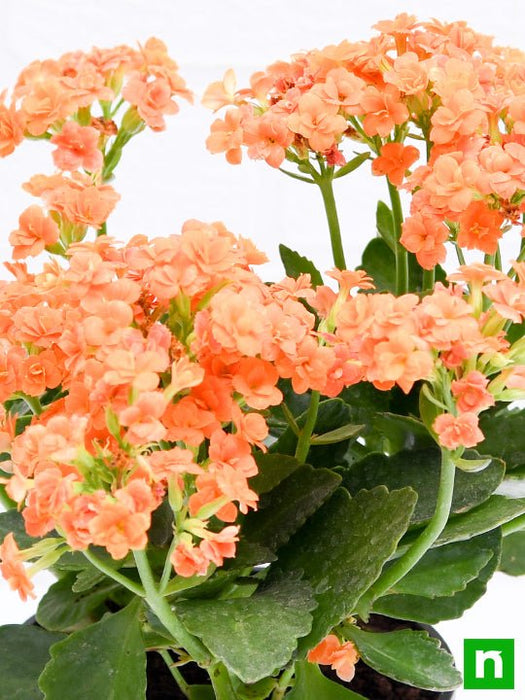 kalanchoe (orange) - plant