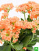 kalanchoe (orange) - plant