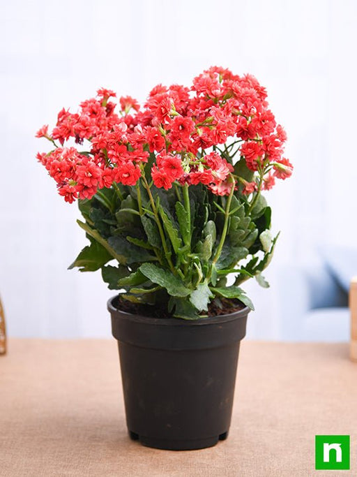 kalanchoe (red) - plant