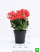 kalanchoe (red) - plant