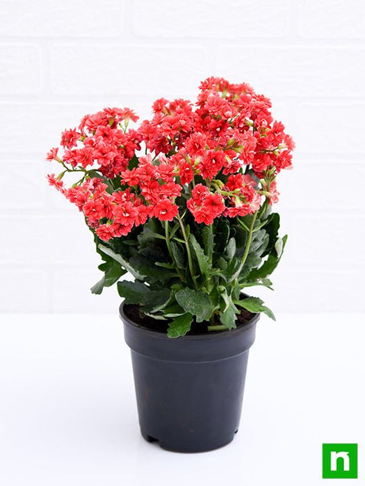 kalanchoe (red) - plant