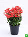 kalanchoe (red) - plant