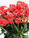 kalanchoe (red) - plant