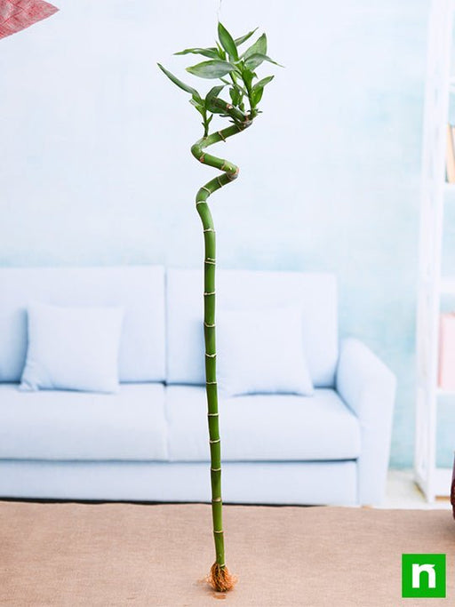 60 cm spiral stick lucky bamboo plant - plant