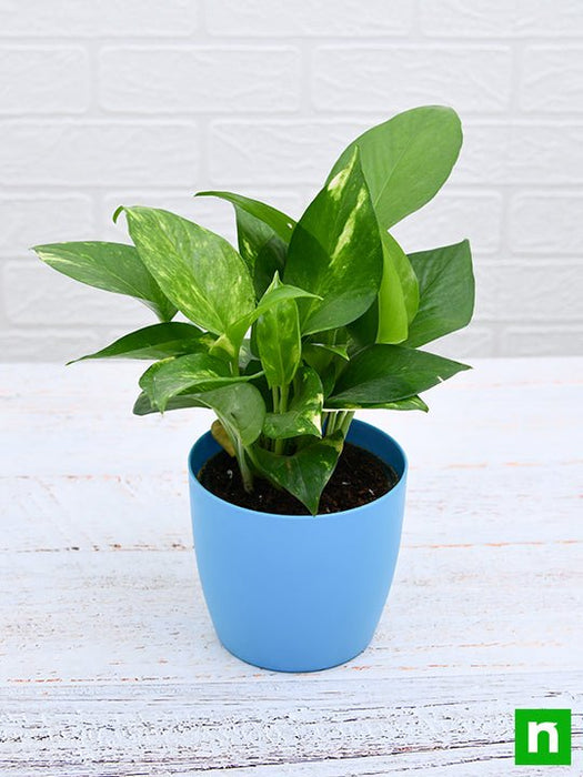 money plant - plant