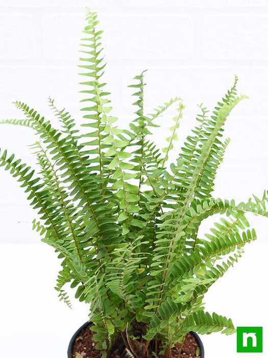 nephrolepis exaltata (green) fern - plant