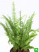 nephrolepis exaltata (green) fern - plant