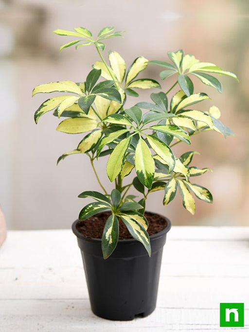 schefflera variegated - plant