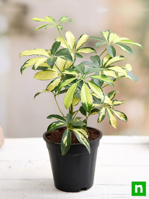 schefflera variegated - plant