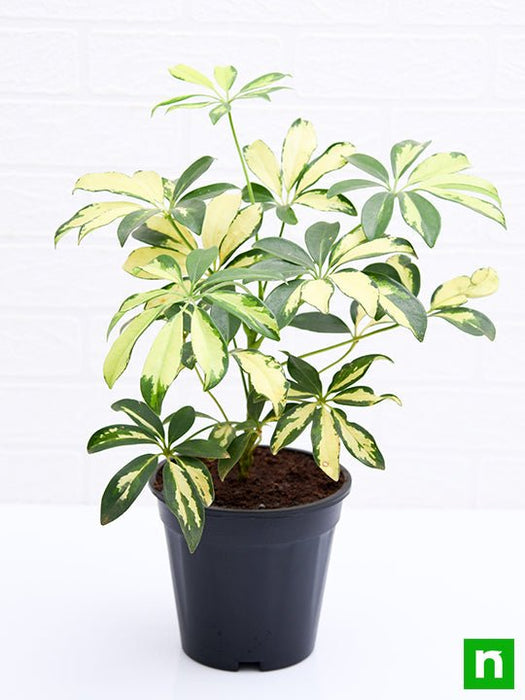 schefflera variegated - plant