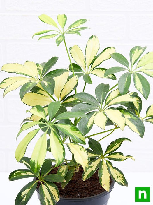 schefflera variegated - plant