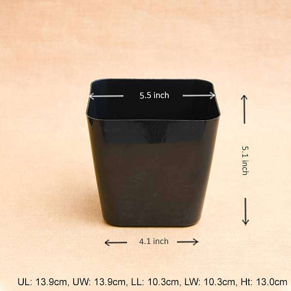 5.5 inch (14 cm) square plastic planter with rounded edges (black) (set of 6) 