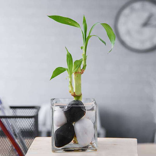 1 lucky bamboo stalk (a symbol of commitment) - plant