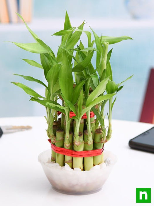 2 layer lucky bamboo plant in a bowl with pebbles - plant