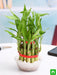 2 layer lucky bamboo plant in a bowl with pebbles - plant