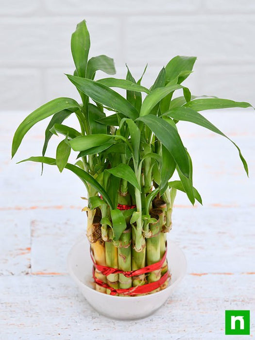 2 layer lucky bamboo plant in a bowl with pebbles - plant